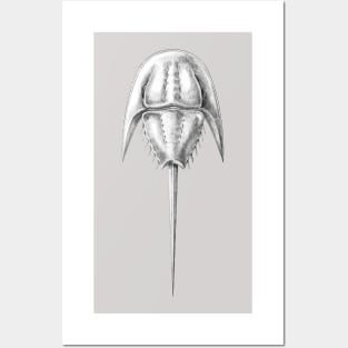 horseshoe crab extinct species - Attenborolimulus superspinosus Posters and Art